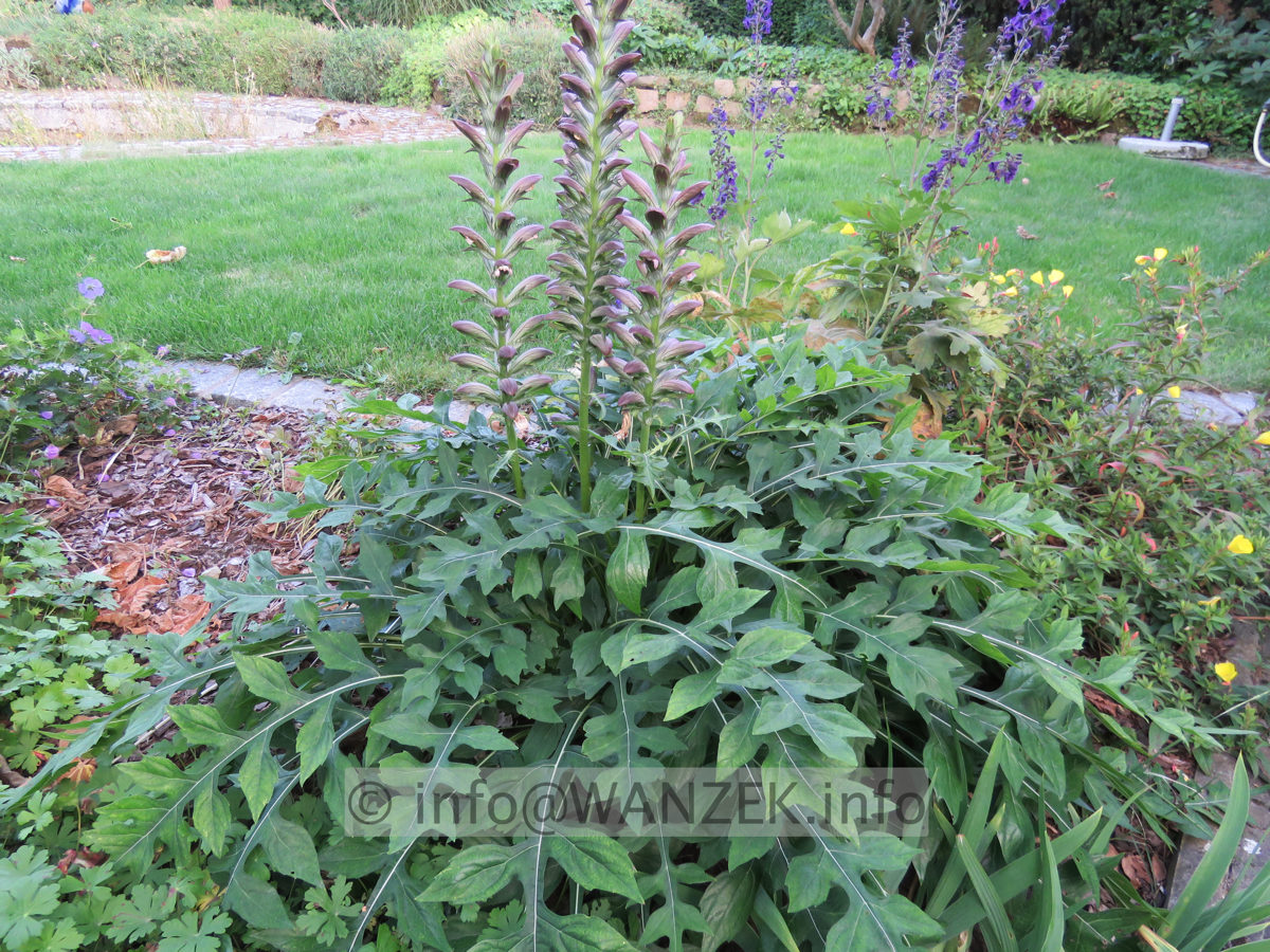 Acanthus spinosus 002.JPG